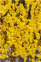 Cytisus scoparius - Besenginster