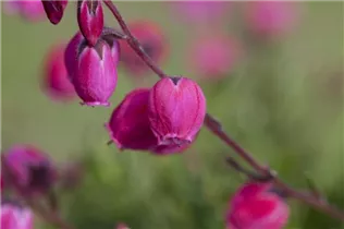 Daboecia cantabrica - Irische Heide