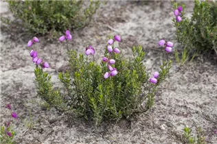 Daboecia cantabrica 'Rosella'(s) - Irische Heide 'Rosella'(s)
