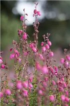 Daboecia cantabrica - Irische Heide