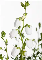 Daboecia cantabrica 'Irish Princess' - Irische Heide 'Irish Princess' Daboecia cantabrica 'Irish Princess' - Irische Heide 'Irish Princess'