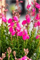 Daboecia cantabrica - Irische Heide