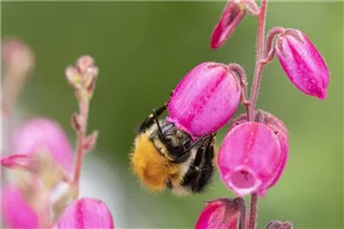 Daboecia cantabrica - Irische Heide