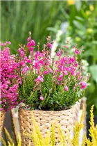 Daboecia cantabrica - Irische Heide