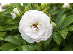 - Rosa x centifolia  - Rosa x centifolia