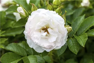 - Rosa x centifolia  - Rosa x centifolia
