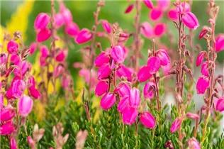 Daboecia cantabrica - Irische Heide