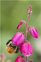 Daboecia cantabrica - Irische Heide