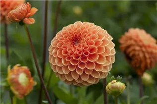 Dahlia Pompon - Pompon-Dahlie