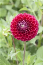Dahlia Pompon - Pompon-Dahlie