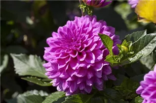 Dahlia Pompon - Pompon-Dahlie