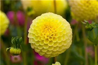 Dahlia Pompon - Pompon-Dahlie