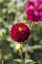 Dahlia Pompon - Pompon-Dahlie