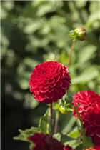 Dahlia Pompon - Pompon-Dahlie