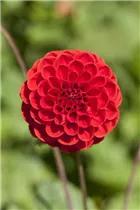 Dahlia Pompon - Pompon-Dahlie
