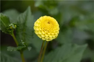 Dahlia Pompon - Pompon-Dahlie