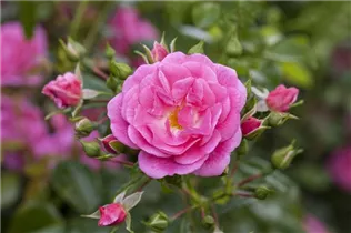 Beetrose 'Orange Sensation' - Rosa 'Orange Sensation' Beetrose 'Orange Sensation' - Rosa 'Orange Sensation'