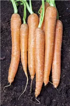 Daucus carota var. sativus - Gartenmöhre