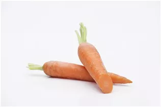 Daucus carota var. sativus - Gartenmöhre