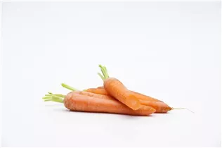 Daucus carota var. sativus - Gartenmöhre