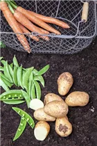 Daucus carota var. sativus - Gartenmöhre