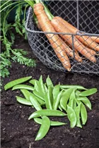 Daucus carota var. sativus - Gartenmöhre