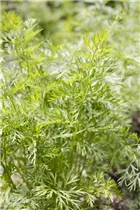 Daucus carota var. sativus - Gartenmöhre