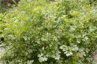 Daucus carota var. sativus - Gartenmöhre