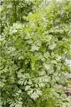 Daucus carota var. sativus - Gartenmöhre