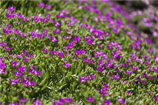 Delosperma cooperi - Coopers Mittagsblume