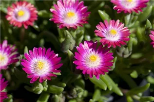 Delosperma cooperi - Coopers Mittagsblume