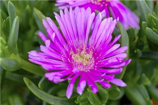 Delosperma cooperi - Coopers Mittagsblume