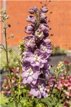Delphinium 'Magic Fountains' - Rittersporn
