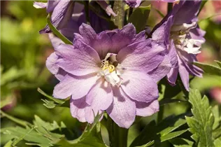 Delphinium 'Magic Fountains' - Rittersporn