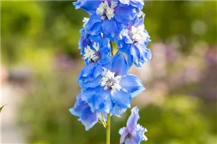 Delphinium 'Magic Fountains Sky Blue White Bee' - Rittersporn 'Magic Fountains Sky Blue White Bee'