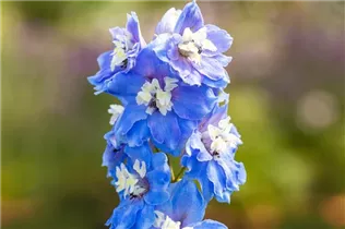 Delphinium 'Magic Fountains Sky Blue White Bee' - Rittersporn 'Magic Fountains Sky Blue White Bee'