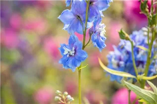 Delphinium 'Magic Fountains Sky Blue White Bee' - Rittersporn 'Magic Fountains Sky Blue White Bee'
