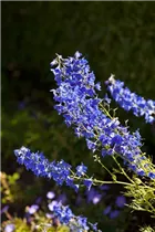 Delphinium x cultorum - Englischer Garten-Rittersporn Delphinium x cultorum - Englischer Garten-Rittersporn