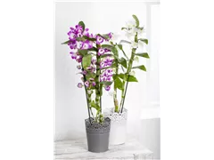 Dendrobium nobile - Dendrobie Dendrobium nobile - Dendrobie