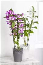 Dendrobium nobile - Dendrobie Dendrobium nobile - Dendrobie