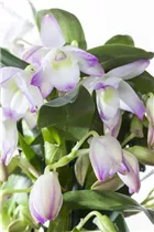 Dendrobium nobile - Dendrobie Dendrobium nobile - Dendrobie