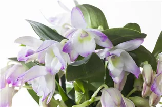 Dendrobium nobile - Dendrobie Dendrobium nobile - Dendrobie