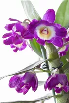 Dendrobium nobile - Dendrobie Dendrobium nobile - Dendrobie