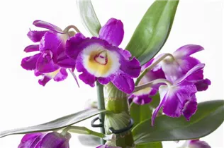 Dendrobium nobile - Dendrobie Dendrobium nobile - Dendrobie