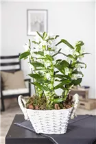 Dendrobium nobile - Dendrobie Dendrobium nobile - Dendrobie