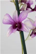 Dendrobium nobile - Dendrobie Dendrobium nobile - Dendrobie