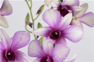 Dendrobium nobile - Dendrobie Dendrobium nobile - Dendrobie