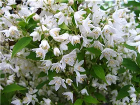 Deutzia gracilis - Maiblumenstrauch Deutzia gracilis - Maiblumenstrauch