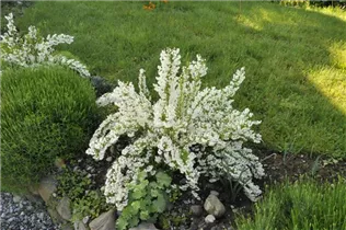 Deutzia gracilis - Maiblumenstrauch Deutzia gracilis - Maiblumenstrauch