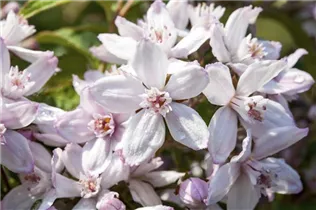 Deutzia x hybrida 'Mont Rose' - Rosendeutzie 'Mont Rose'